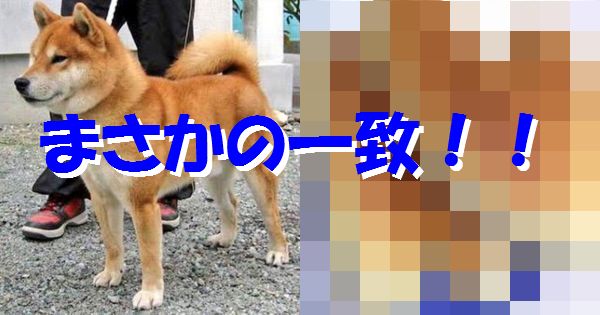 【これは気付かんｗ】犬と食べ物とのシンクロ率が高すぎて吹いた！