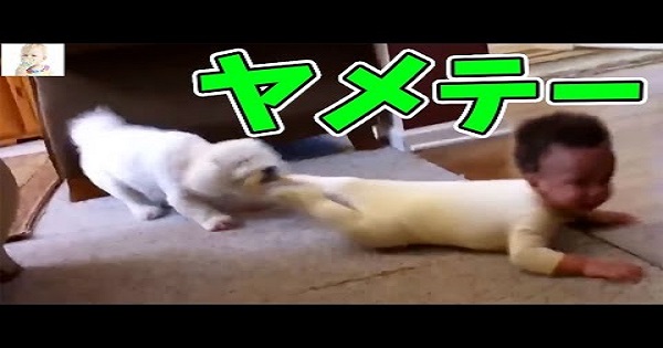 【犬と赤ちゃん♪】赤ちゃんと絡む犬が愉快すぎる！ほっこりハプニング集！！