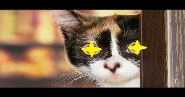 【音楽一つで変わるもんだね～！！】だるまさんがころんだをする猫！ホラー風味ｗｗｗ