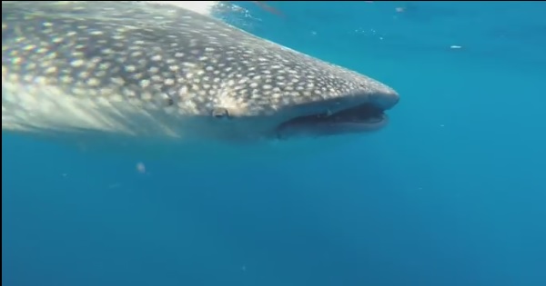 【うわっ！やめろ！】巨大なジンベイザメを撮影していた水中カメラマンの悲劇！