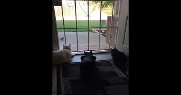 【これはビックリするわ～！】静かに窓から小鳥を眺める3匹の猫に、思わぬ伏兵があらわれた！！