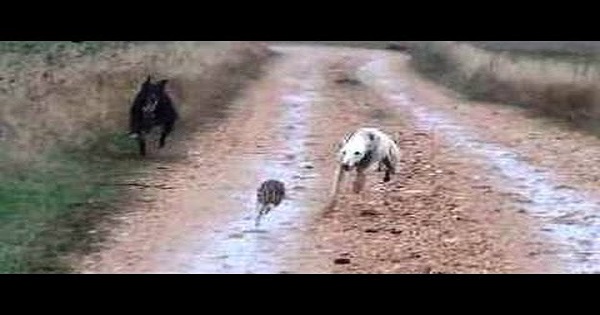 【命がけの追いかけっこ！】逃げる野ウサギに追うグレイハウンド。猛スピードで追い追われる光景がすごい！！
